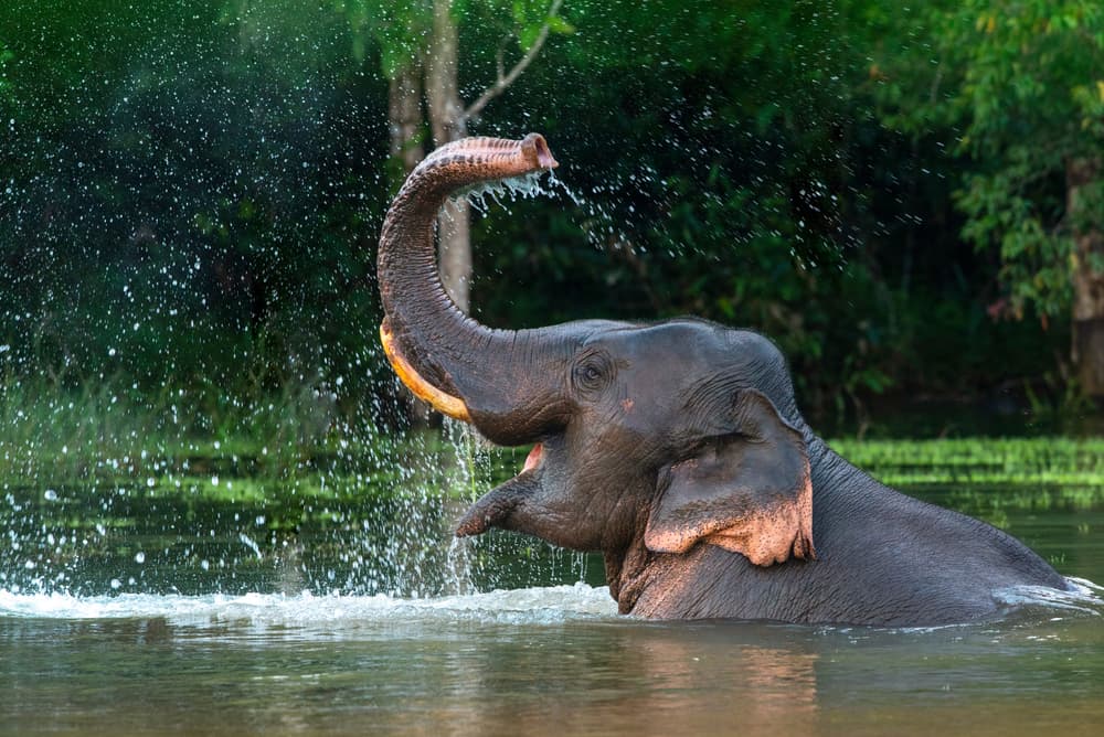 Dreaming of an Elephant? Here’s What It Really Means According to Hinduism