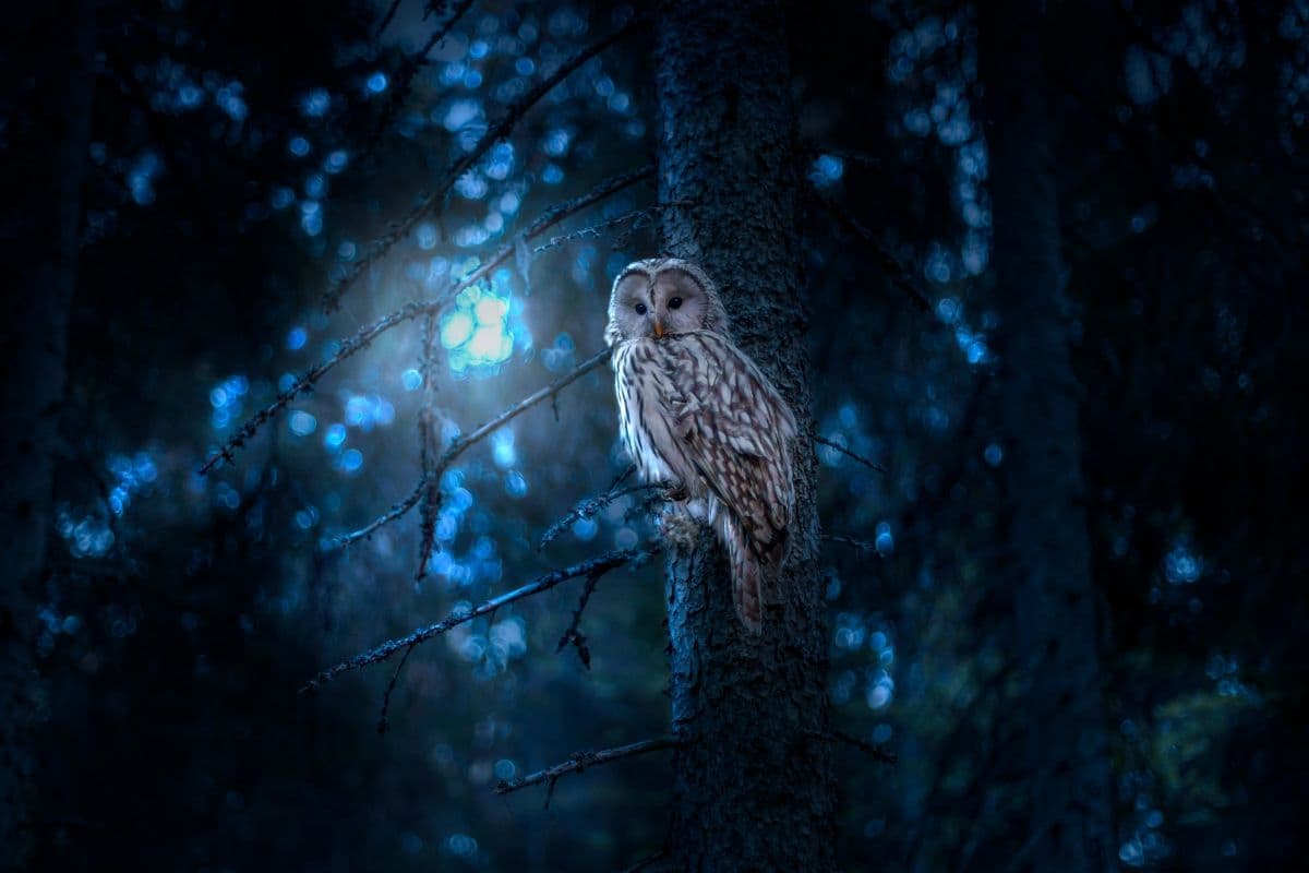 Seeing an Owl at Night Meaning: Luck, Warning, or Spiritual Sign?