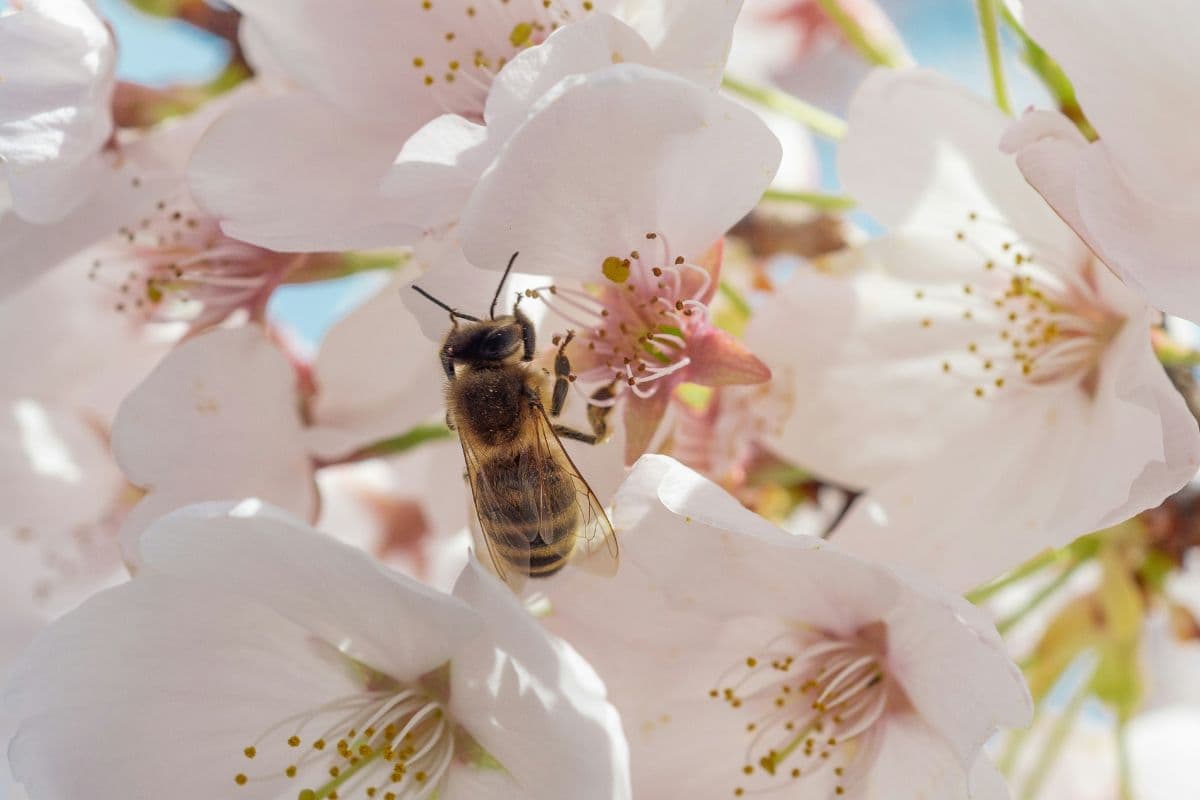 Bees in dreams: Uncover their spiritual meaning and hidden messages