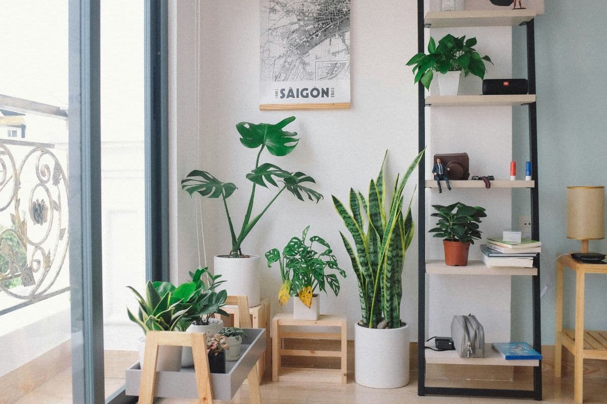 Best indoor plants for your zodiac sign that clean your air