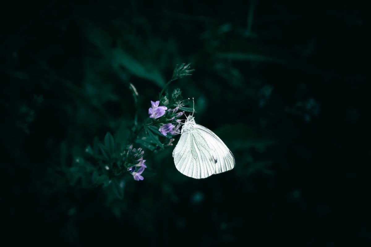 Seeing a white Butterfly repeatedly? The universe is trying to tell you something