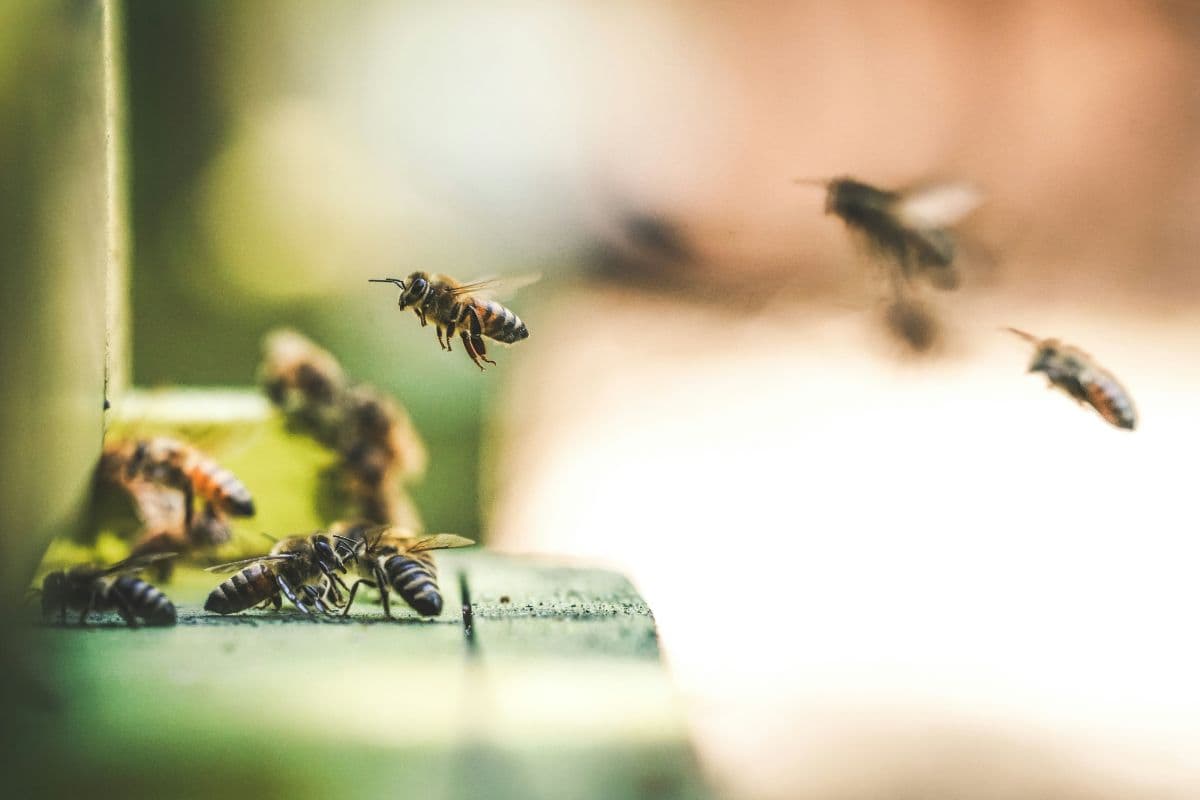 Bees in dreams: Spiritual meaning, omens and hidden messages