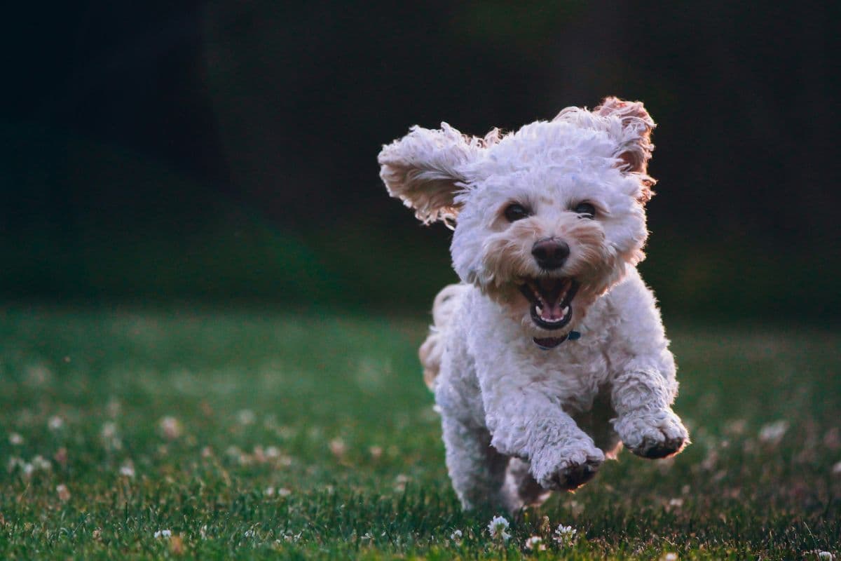 Discover the dog breed that matches your zodiac sign perfectly