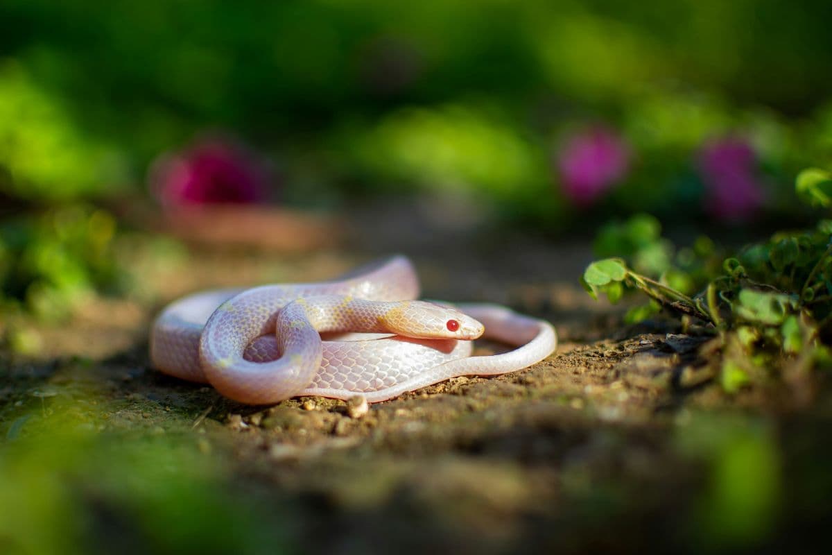 Seeing a Snake in Dreams Meaning: Good Sign or Warning?